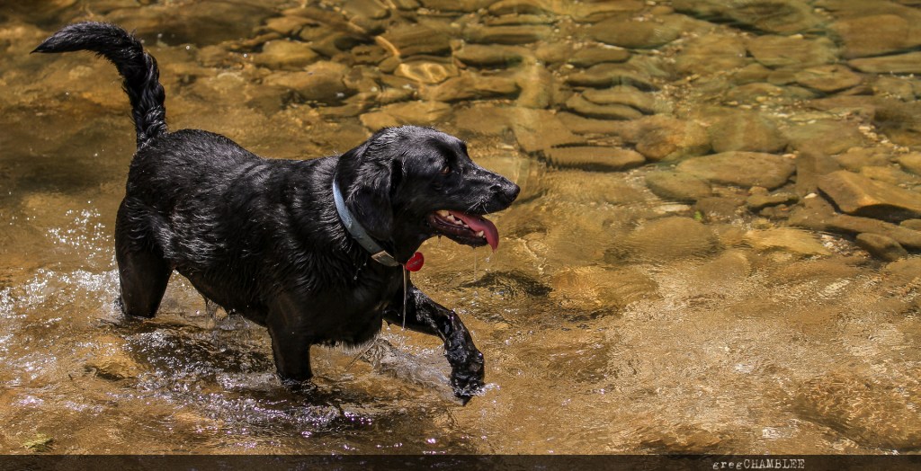 greg chamblee photography -  fort smith, arkansas